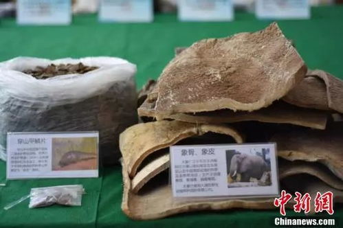 大单告破！广西警方缴获近三千万元野生动物制品，守护生物多样性刻不容缓